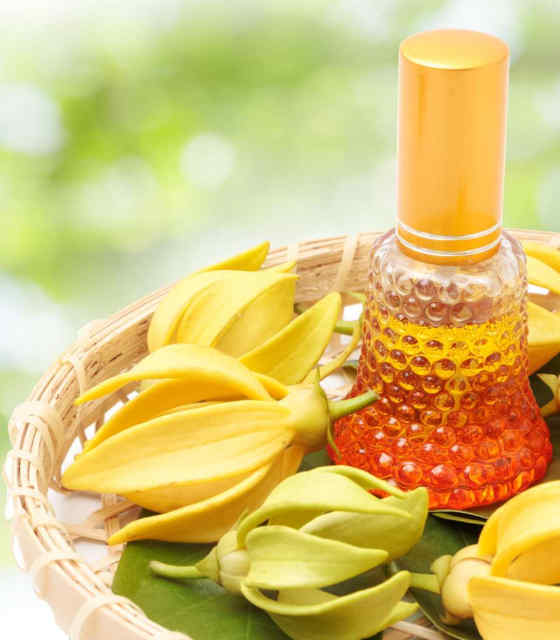 huile essentielle ylang-ylang
